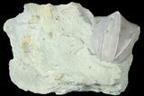 Blastoid (Pentremites) Fossil - Illinois #184106-1